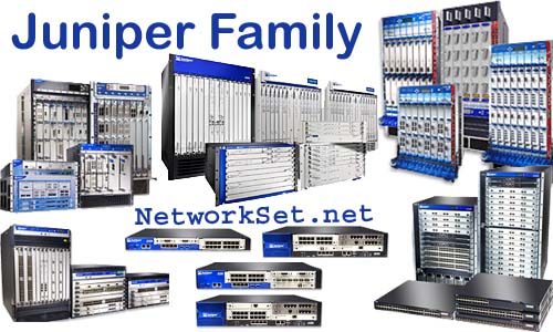 juniper family